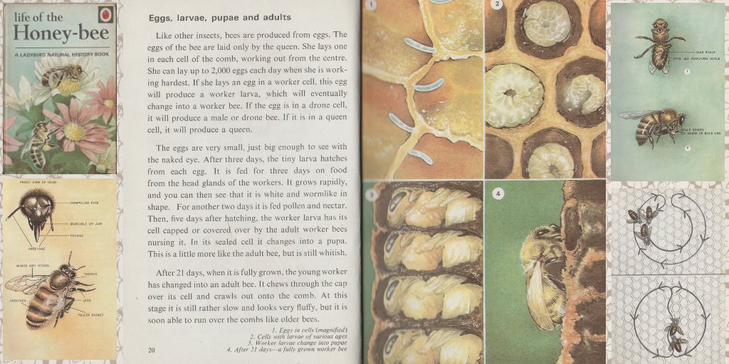 Twellsense's tweet photo. Ladybird book ‘Life of the Honey-bee’ from series 651
Pages 20-27
#BeeDay  #WorldBeeDay
#WSinclair  - Author #JPayne - Illustrator
3/6 https://t.co/LmnasJgBKs