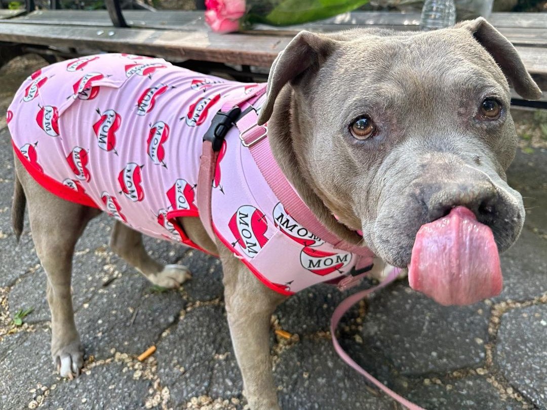 A round of a-paws for the #UnionSquare dogs🐶 Tag us in your posts and stories to share some shots of your dog having fun in the neighborhood!

#dogs #USQPark #puppy #doglife #pets #bestfriend #animals