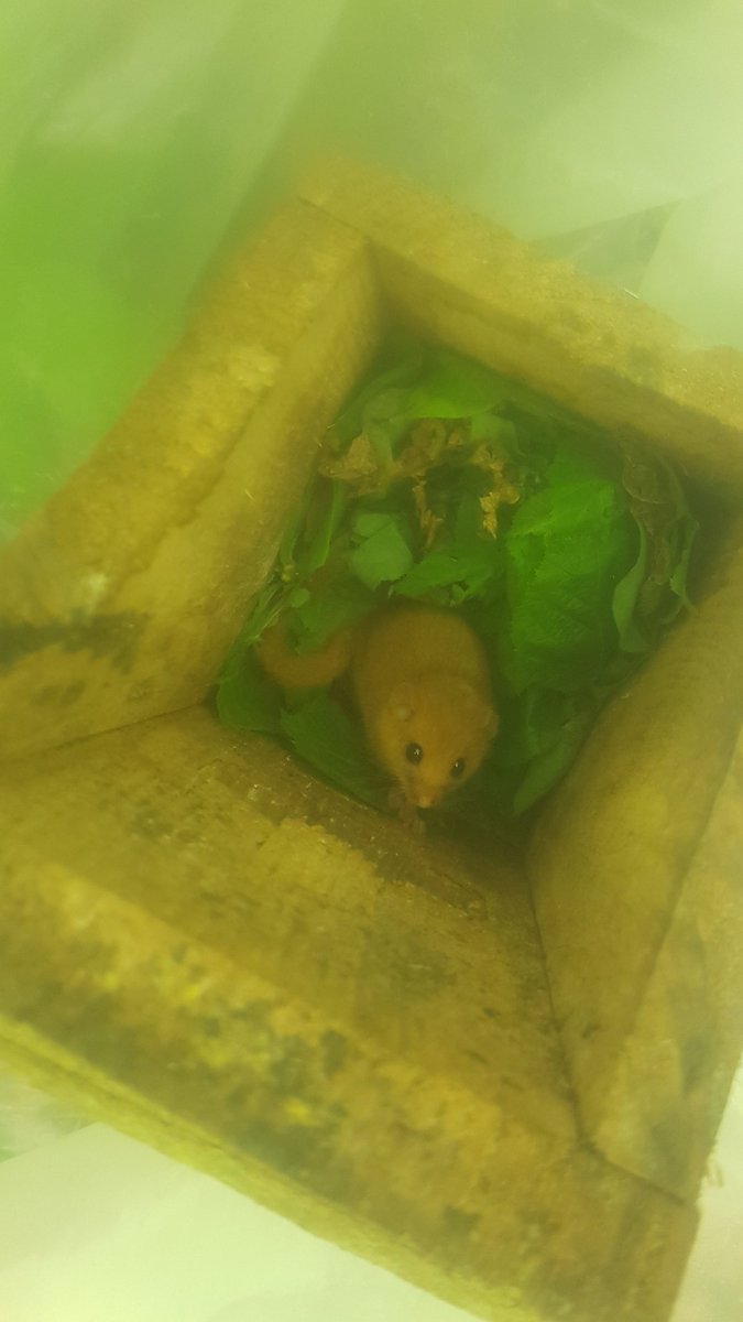 Lorna Griffiths tweet media