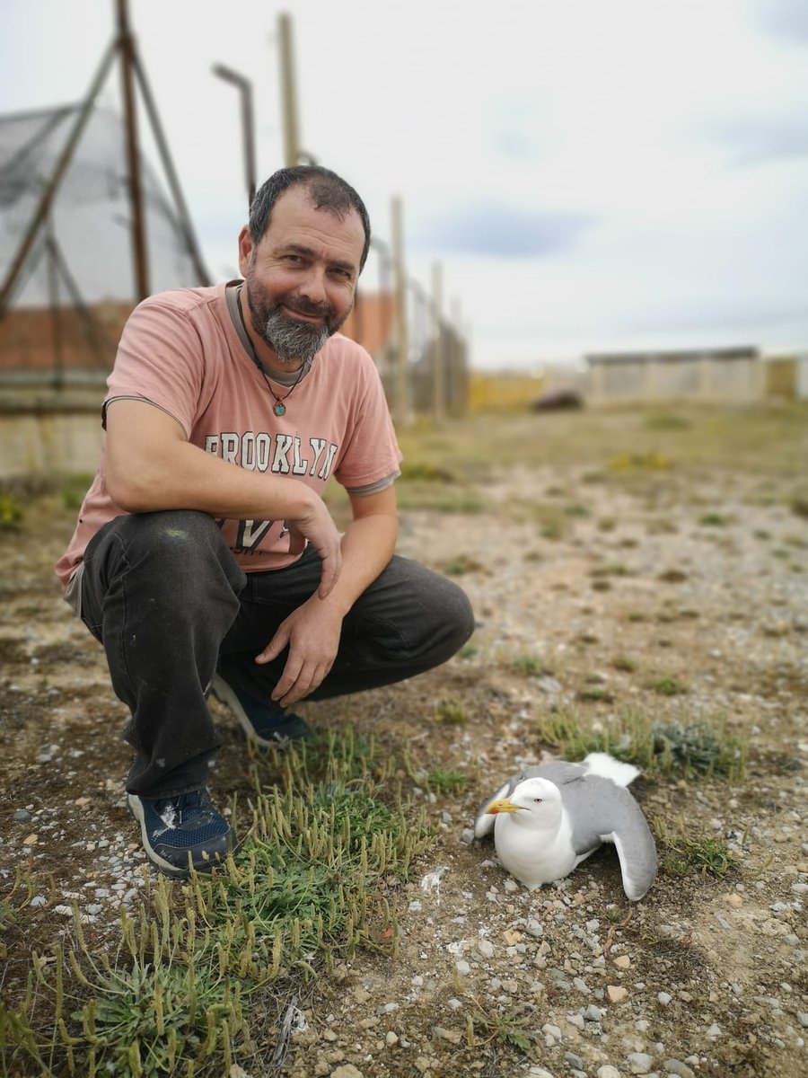 Last Wednesday we were ringing Yellow-legged #gull chicks on the island of #Tarifa (#StraitofGibraltar). A great day! Very grateful to profs/students of the @UniBarcelona  📷@SeabirdEcology @FundacionMigres and Joaquín López @GuiradoCajal 📷@PepArcos 🐤🐤🐤