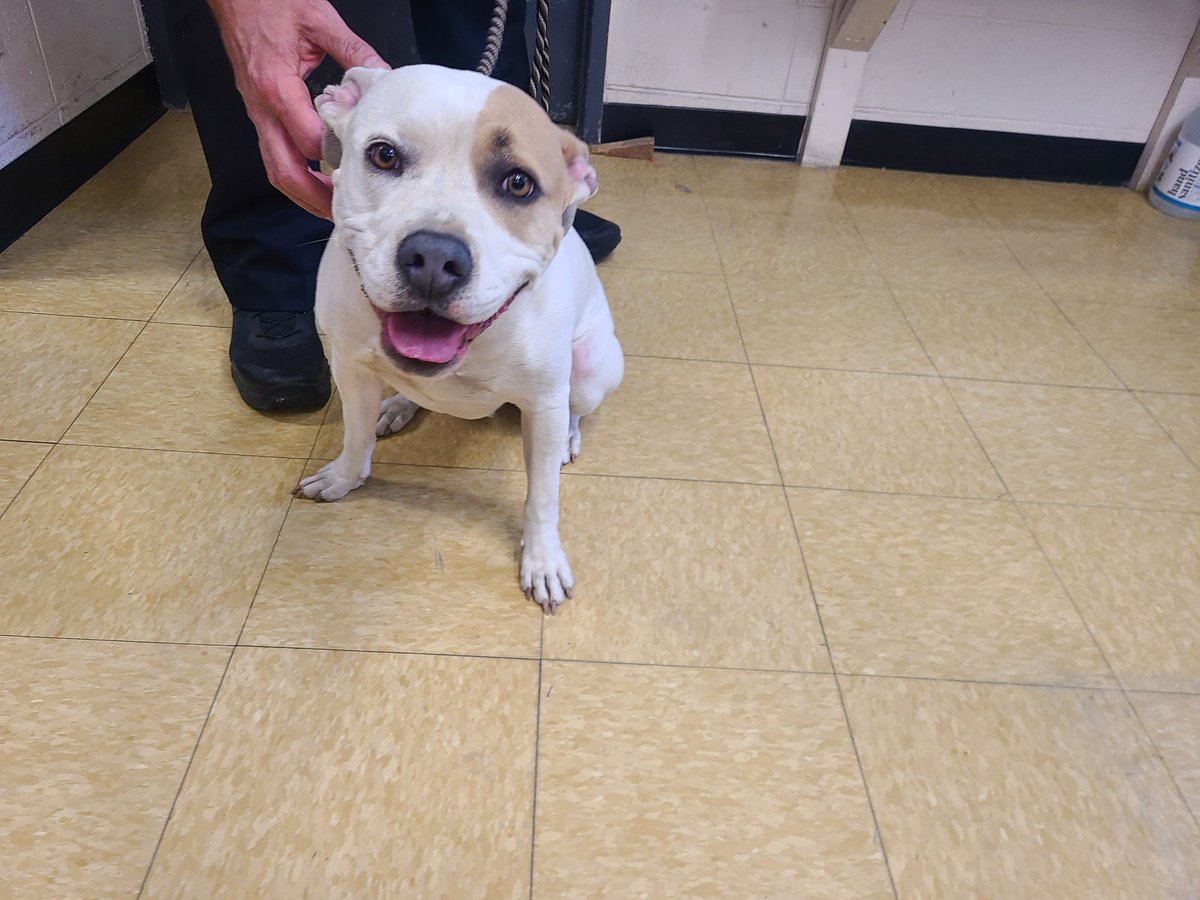 NCPD_Police's tweet photo. This friendly girl was turned in to the North Chicago Police Department today. If she belongs to you please reach out to lake county animal Control at 847-377-4700 https://t.co/ml0fj4yBlY