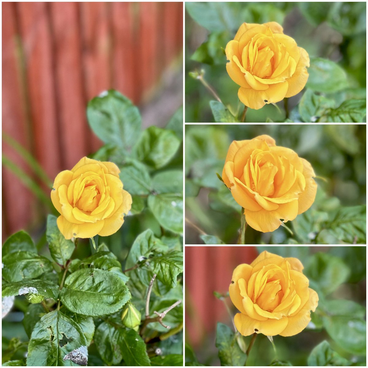 The first rose of the year has bloomed in our garden today 😍

#Rose #flowerphotography #StormHour #ThePhotoHour #Bedford #NatureBeauty