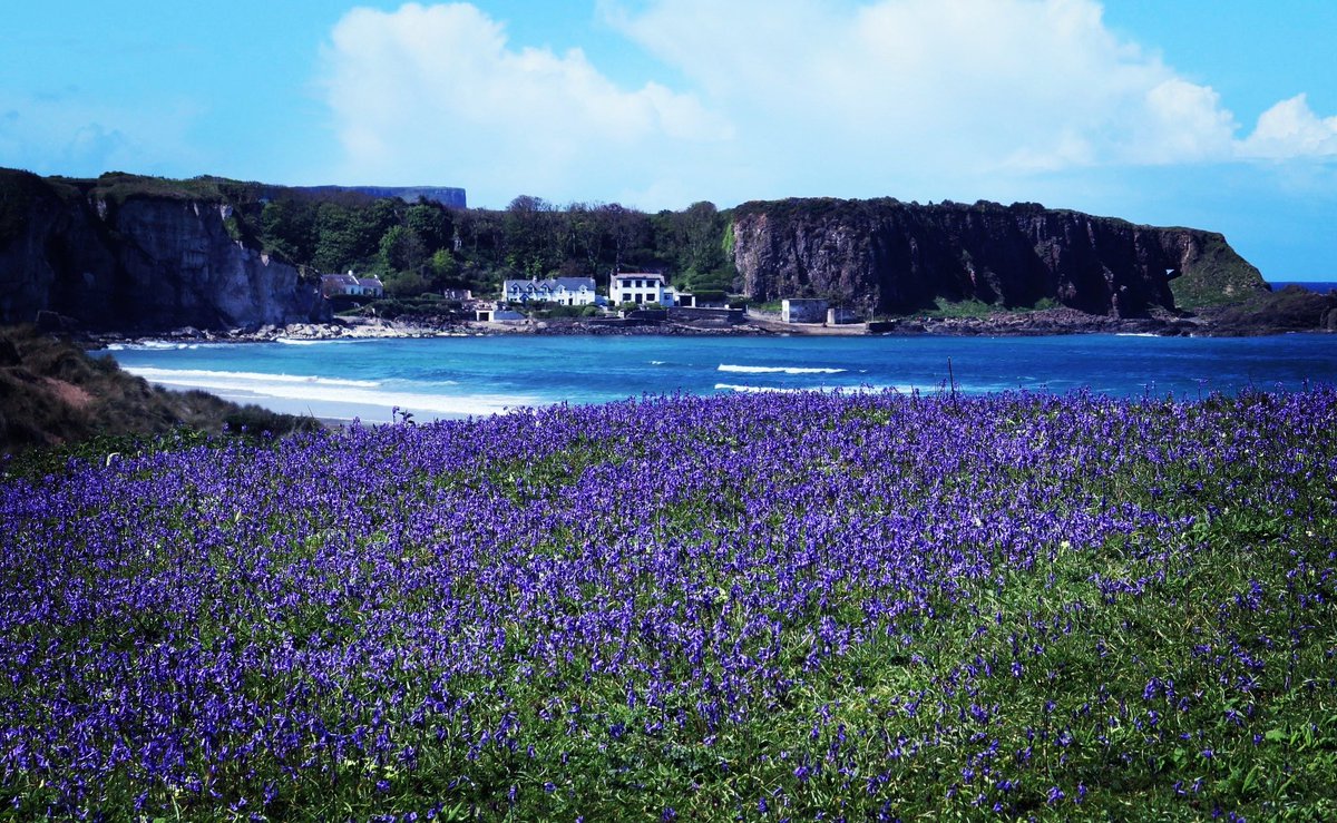 Pretty Bluebells at Whitepark Bay - May 2022 #Bluebells #WhiteparkBay #NorthernIreland #NorthCoast #Photography @VisitCauseway  @antonirish