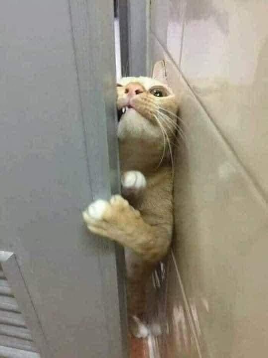 IsrealWilson7's tweet photo. Me trying to reach 100 followers 😥😥 Guy's please pity me. Follow me and I'll follow you back https://t.co/AC6qLhCDBF