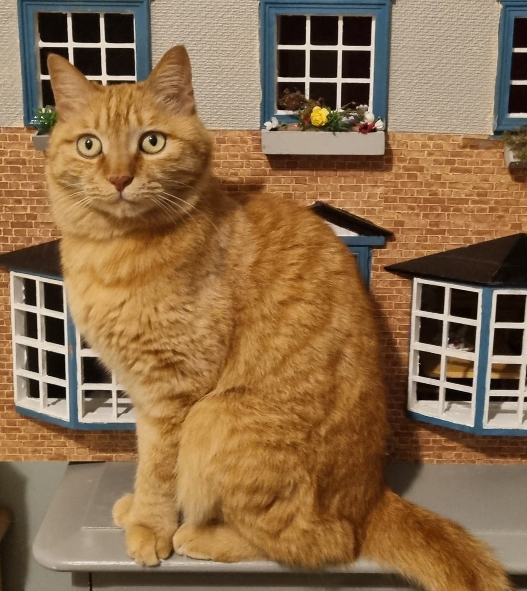 Hazel Hanratty 🏴🇧🇭🇨🇳🇧🇬🇰🇷 tweet media