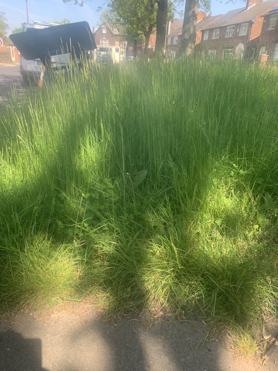 michellled34's tweet photo. So peaceful sitting in the back garden in the sun listening to the birds then I come out my front door to this !!! What the hell do we pay council tax for 😡@lpoolcouncil this is L13 area think it’s time you cut the grass @lpoolcouncil https://t.co/FJ3O8sjF4H