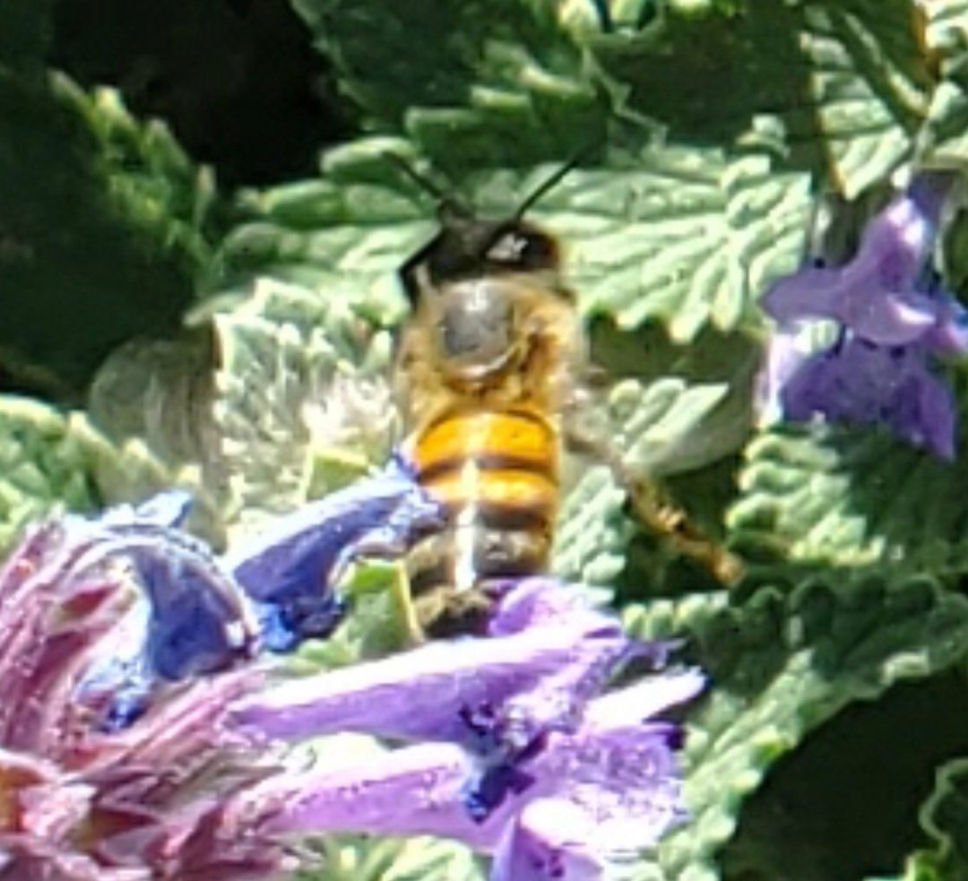 jillfnugent's tweet photo. Happy World Bee Day! ππ
What amazing, hard working pollinators bees are, providing invaluable ecological services for our planet! π©βπΎππΈοΏ½οΏ½π» #bees #pollinators #WorldBeeDay #thankabee https://t.co/73tPyhWo1R