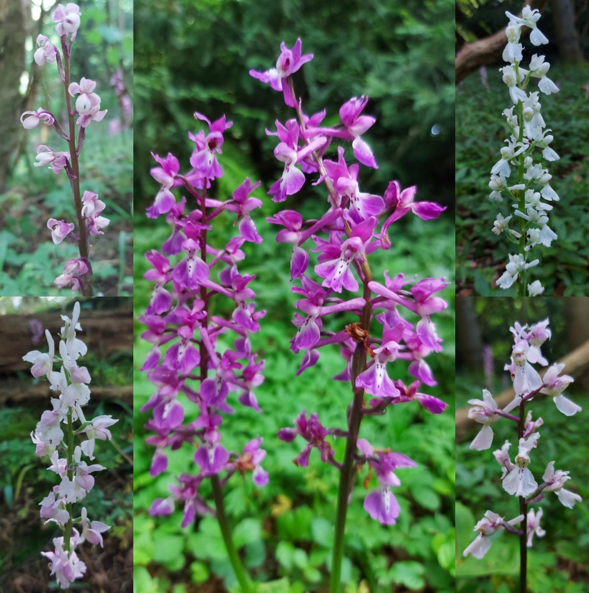 Early Purple Orchids from Kent today including peloric and alba.