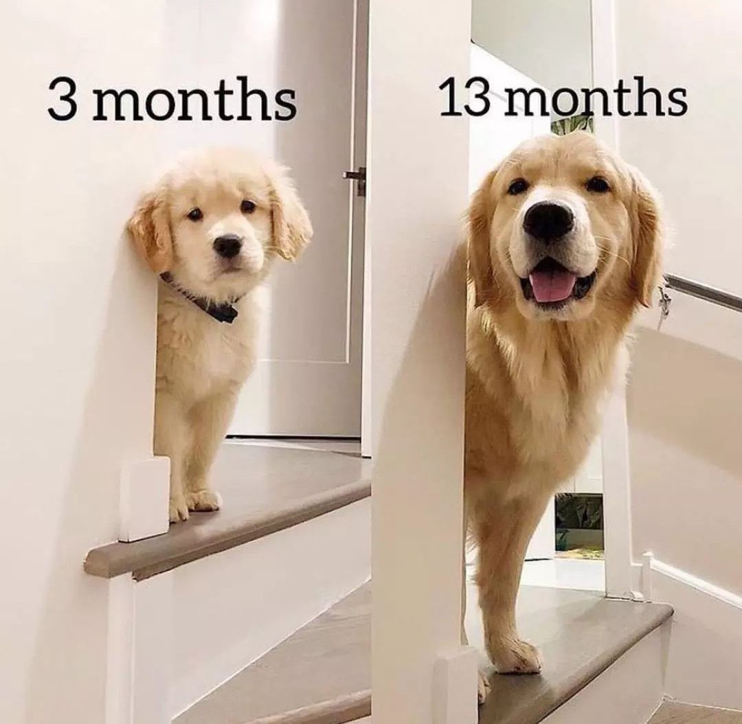 PetAsFriendUS's tweet photo. Everything remains unchanged #DogLover #Dogsarefamily #dogsoftwitter #DogsOnTwitter #Beckysangels #LALISA https://t.co/DTcVsg7bBf