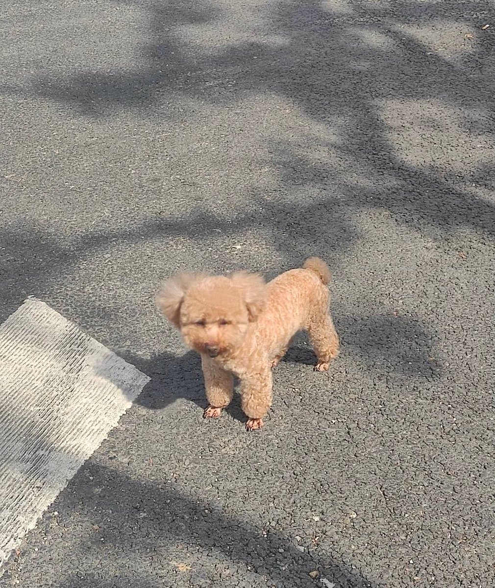 Warkhfh's tweet photo. Whose dog is this lost?😲 https://t.co/thcILH60Og