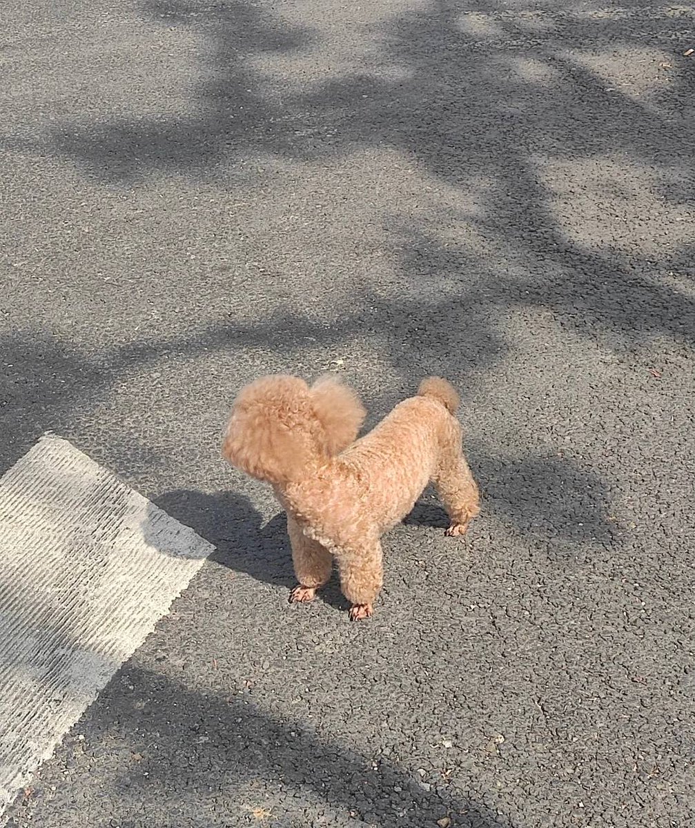 Warkhfh's tweet photo. Whose dog is this lost?😲 https://t.co/thcILH60Og