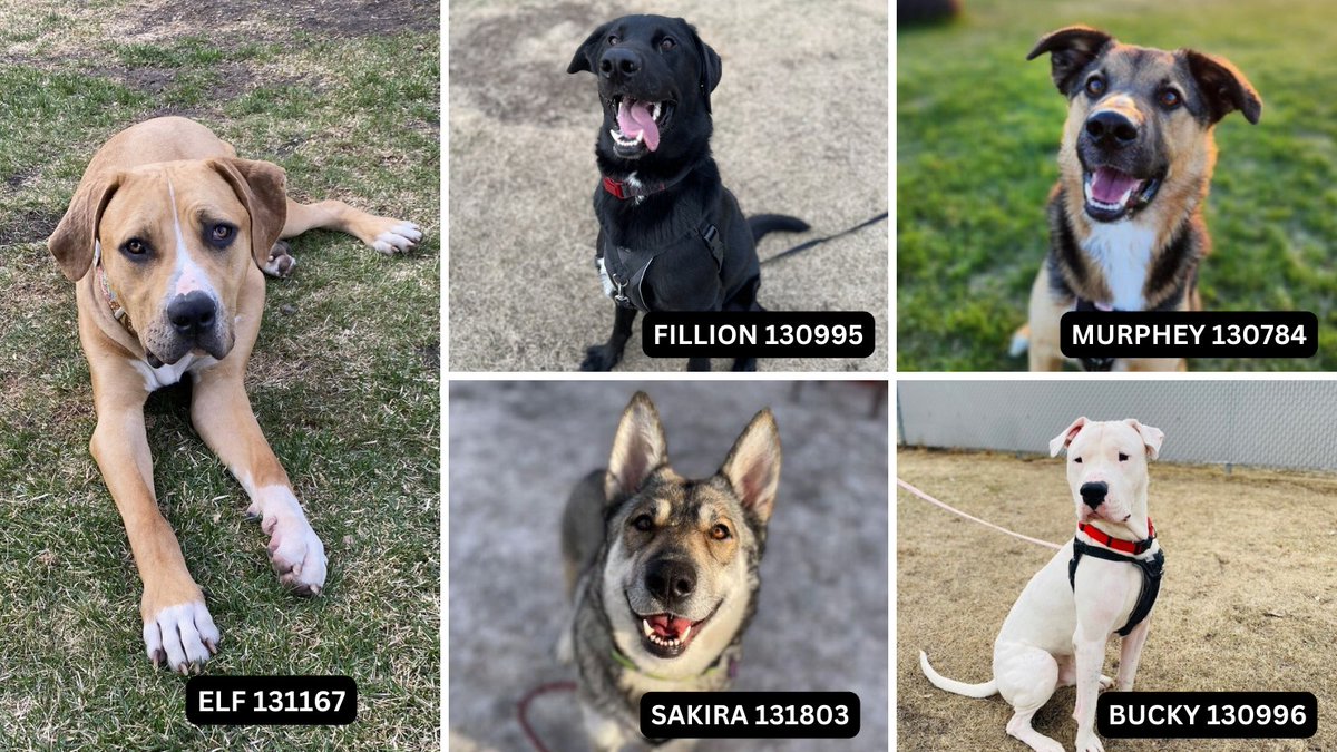 EdmontonHumane's tweet photo. Today is #NationalRescueDogDay, so let’s celebrate by sharing photos of your dog! If you've adopted from us, let us know by adding #EHSpet to your picture in the comments below ❤️🐶
Looking to add a furry friend to your life, check out our top 5 --> https://t.co/MJ1kUiQKgR https://t.co/LQl3FpmdUz
