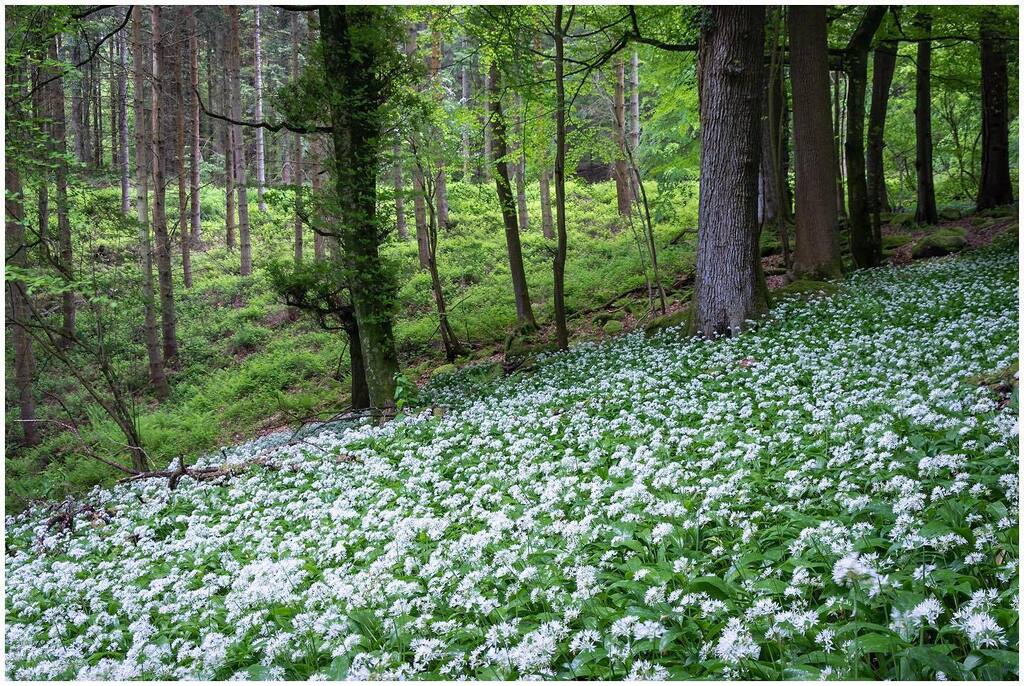 TimFPindar's tweet photo. More wild garlic yesterday…

#timpindarphotography #canon #canonglobal 
#mycanon #nisiuk #wildgarlic #forestofdean #woodlandphotography #woodlandhills https://t.co/d1Fx0FLfbe https://t.co/TLZvSqK4c3