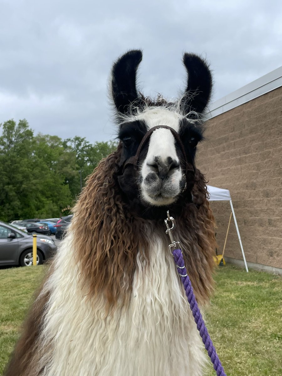 csd_south's tweet photo. Incredible morning at #Raiderfest. Carnival games, food trucks, STEAM fair, craft show and more. Thanks to our @ICareCCHS students/faculty for all of your work and to our amazing community members for coming out to support one of our favorite events of the year. #ThisIsColonie https://t.co/lYPvEOnkAa