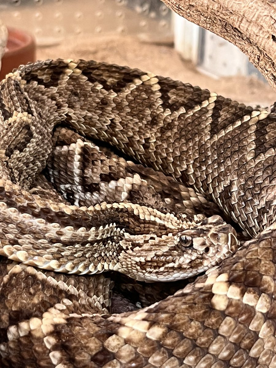 madrinan_luis's tweet photo. Conocen el concepto de la “ecología del miedo”?  En este corto hilo les contaré por qué el miedo es el mejor aliado para la conservación de ecosistemas y la productividad de las tierras.  En los ecosistemas de pastos marinos, bosque seco tropical y bosques templados, el miedo 🧵 https://t.co/jAp6H20fgz