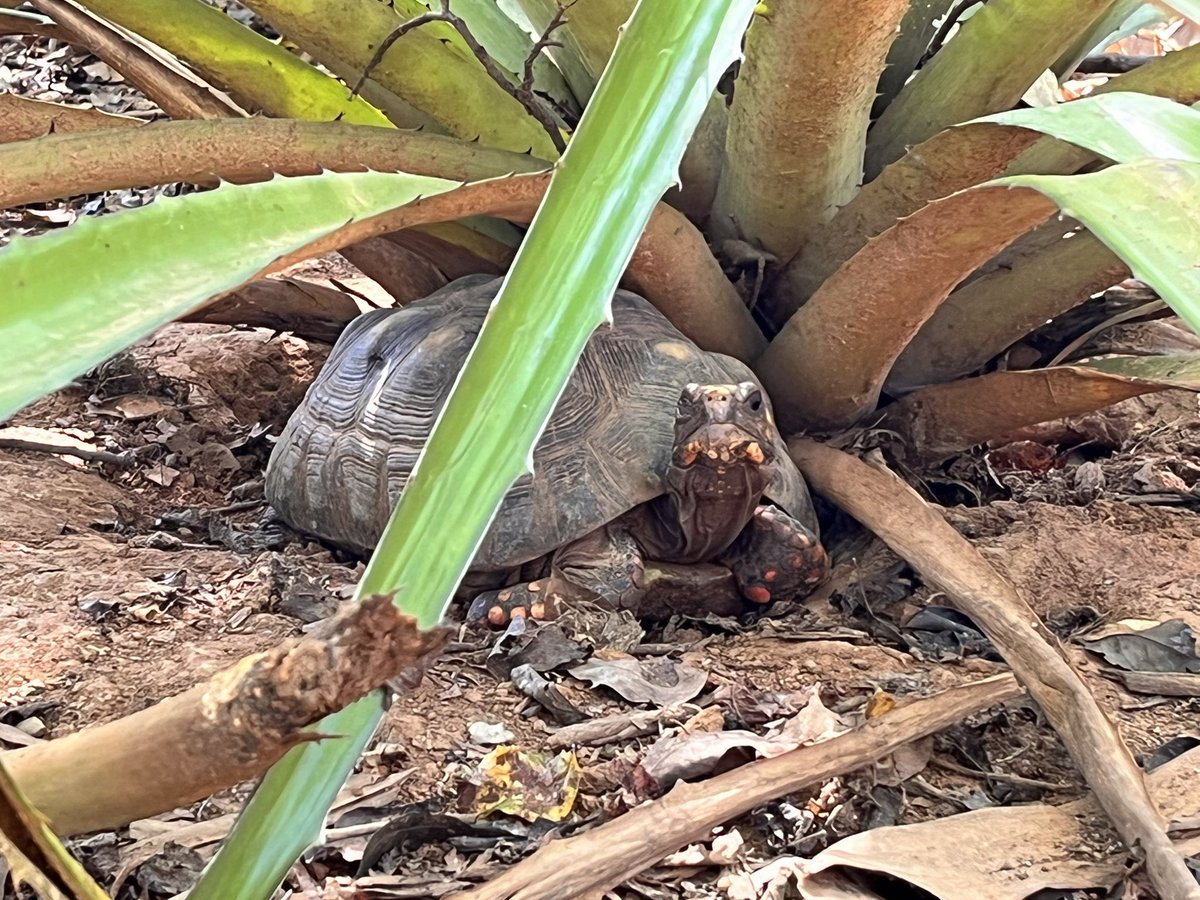 madrinan_luis's tweet photo. Conocen el concepto de la “ecología del miedo”?  En este corto hilo les contaré por qué el miedo es el mejor aliado para la conservación de ecosistemas y la productividad de las tierras.  En los ecosistemas de pastos marinos, bosque seco tropical y bosques templados, el miedo 🧵 https://t.co/jAp6H20fgz