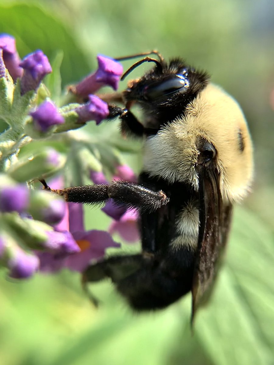 Happy Saturday, to You!
I’m finding out it’s #WorldBeeDay today, so here’s one I’ve never shared before. 
#Bees #BeeDay #SaveTheBees #pollinators