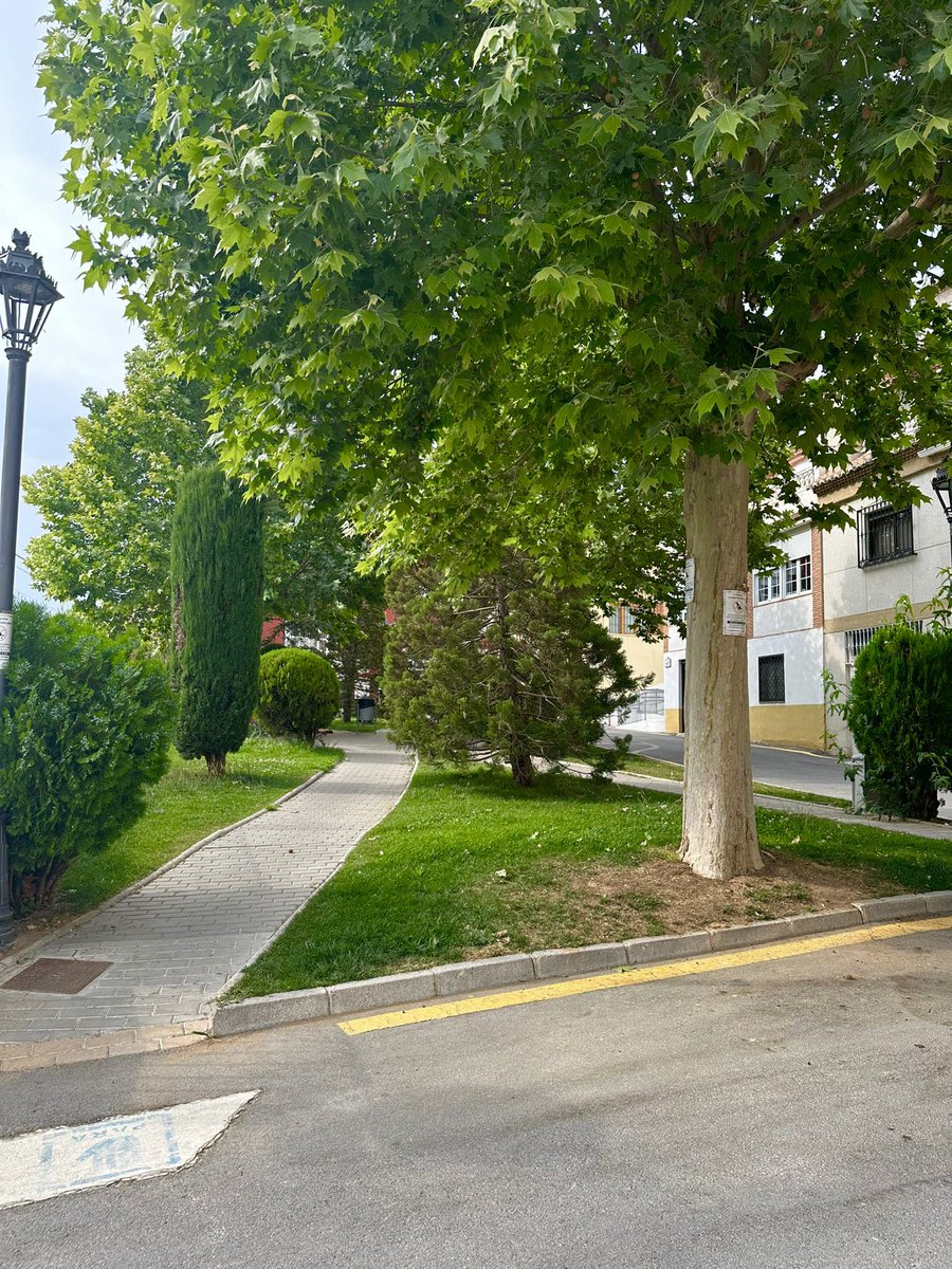 Aurora Suárez tweet media