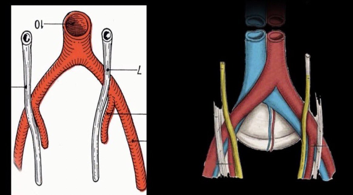 Dr Luis Felipe Cabrera Vargas MD FACS tweet media