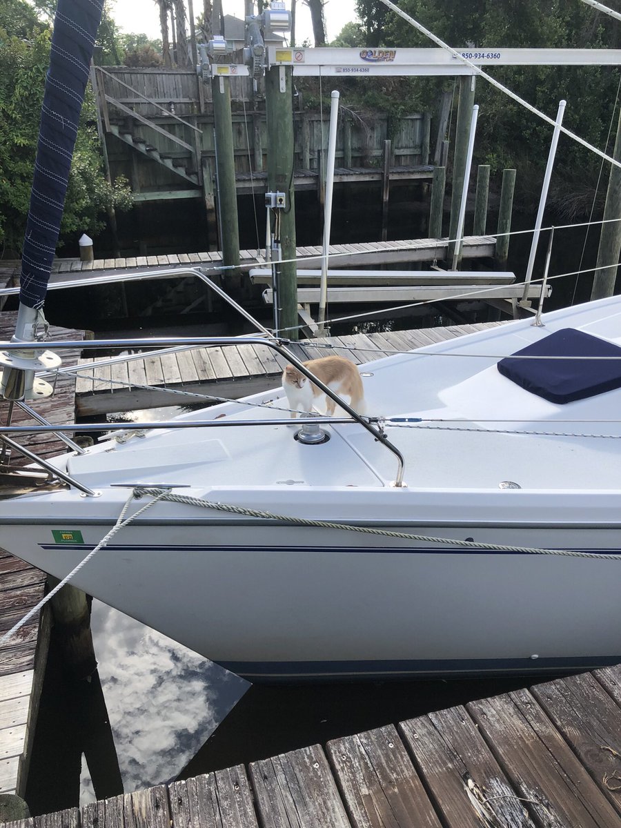 breezn50's tweet photo. #Sailcat ⛵️🐱 https://t.co/wHeWRu7k8J