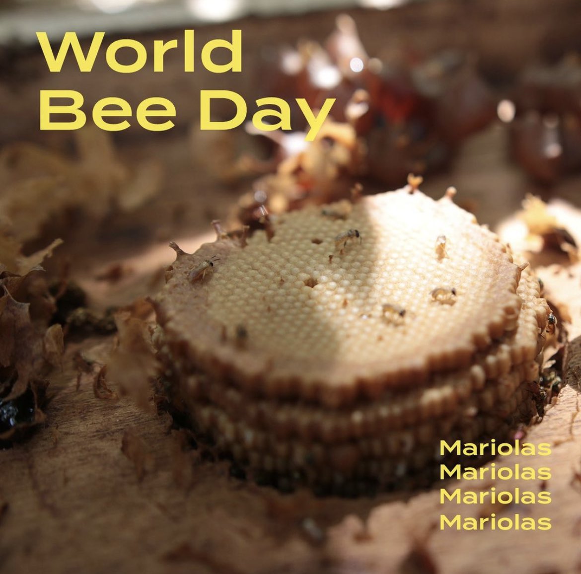 🐝🐝🐝🐝🐝🐝🐝🐝🐝
#WorldBeeDay #Bees #beeday #worldBeeDay2023  #mindthebees #lovetheplanet #Helpthebees #helpbees