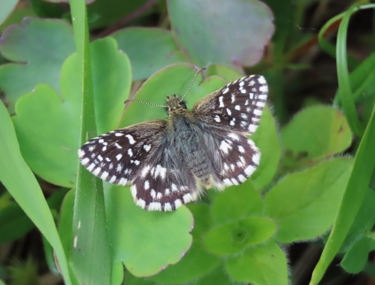 BC_Glos's tweet photo. Daneway Banks SSSI 20/05/23 https://t.co/PeU6AdKyhW