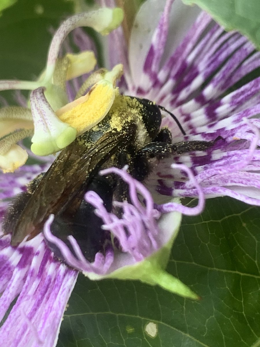 MSBugBlues's tweet photo. On  #WorldBeeDay, we celebrate bees for the beautiful, industrious, and vital organisms they are. Come visit our Black Belt Prairie Pollinator Garden at Clay Lyle Entomology on the MSU campus (an certified Bee Campus) @MSU_AG https://t.co/A0TpNrXMkL