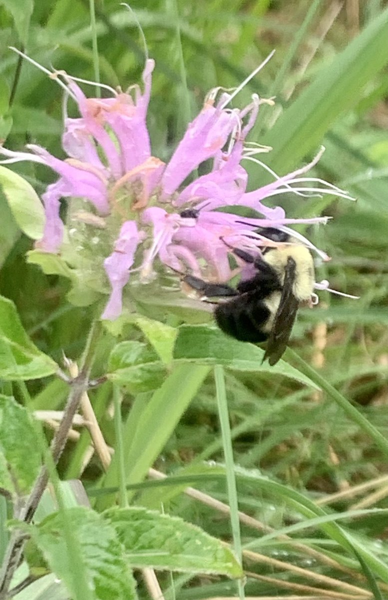 MSBugBlues's tweet photo. On  #WorldBeeDay, we celebrate bees for the beautiful, industrious, and vital organisms they are. Come visit our Black Belt Prairie Pollinator Garden at Clay Lyle Entomology on the MSU campus (an certified Bee Campus) @MSU_AG https://t.co/A0TpNrXMkL
