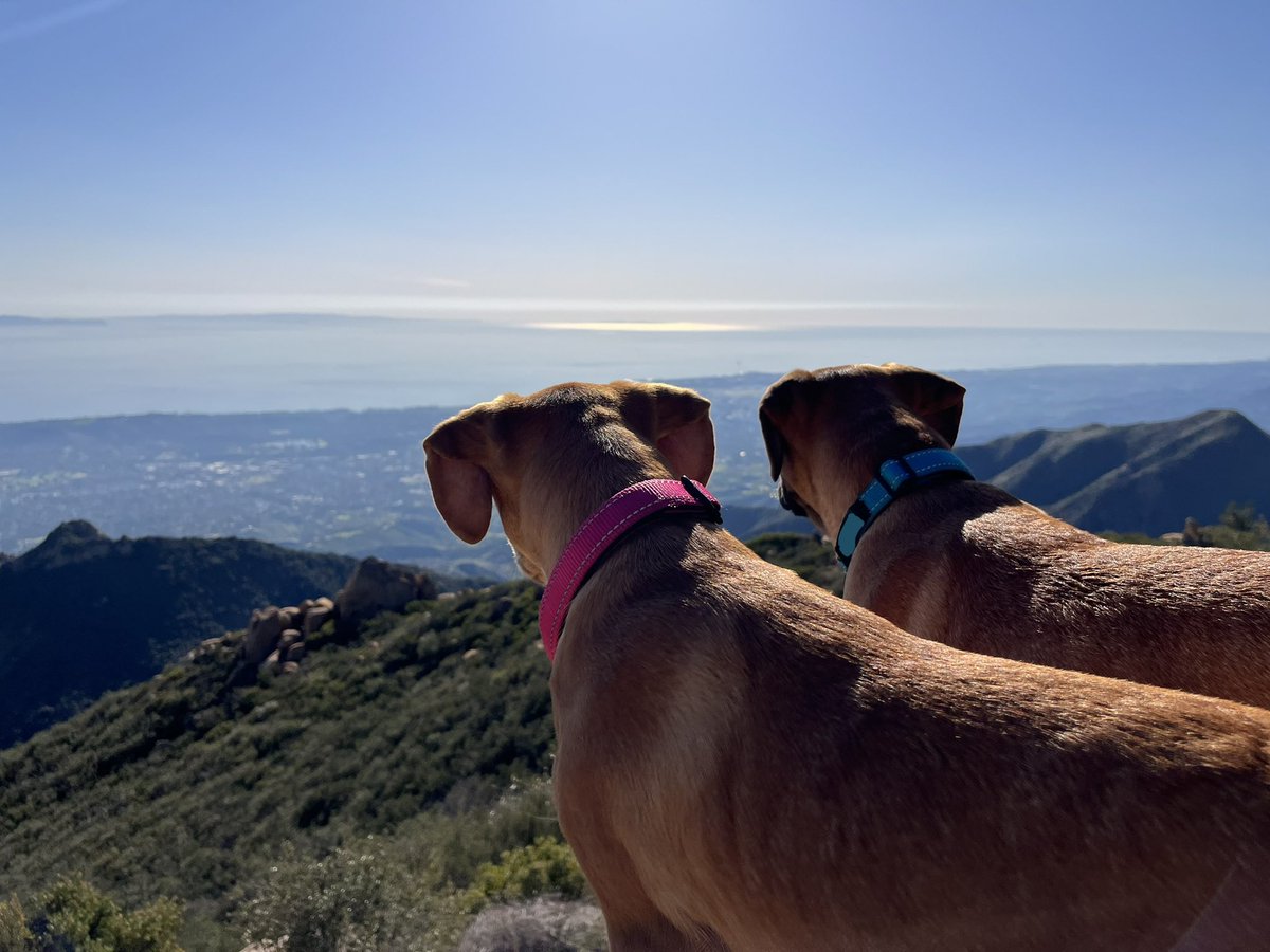 It’s #nationalrescuedogday ! We’re incredibly grateful to <a href="/PAW_BVI/">PAW BVI</a>  for caring for these nuggets until we could bring them home. Celebrating with a hike up the hill🐾.