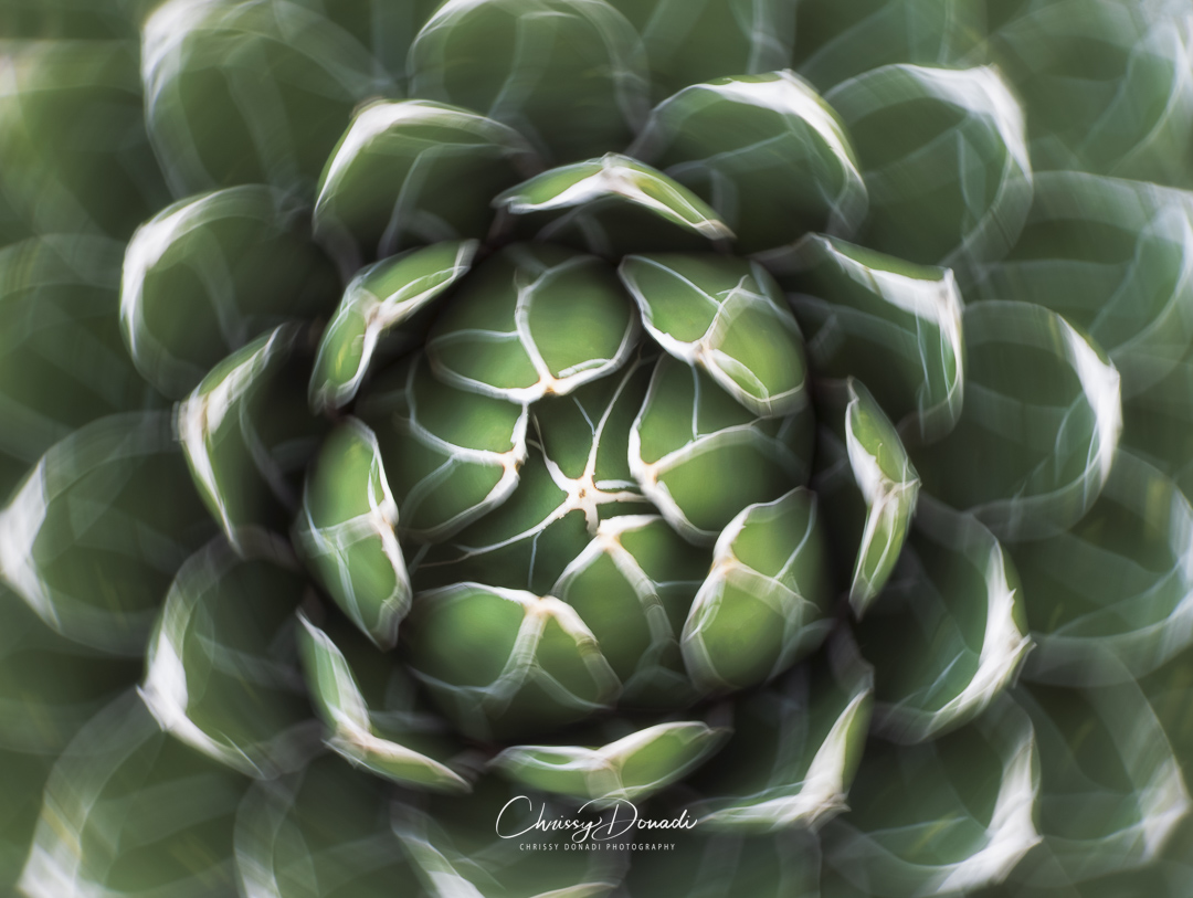 ChrissyDonadi's tweet photo. The Story Behind the Image: Discover my inner thoughts on the message I wanted to create, how I approached my goal in the field, and my post-processing steps to create the final photo.
https://t.co/jw8dCrJv4K
#NaturePhotography https://t.co/IojD5pUxFM