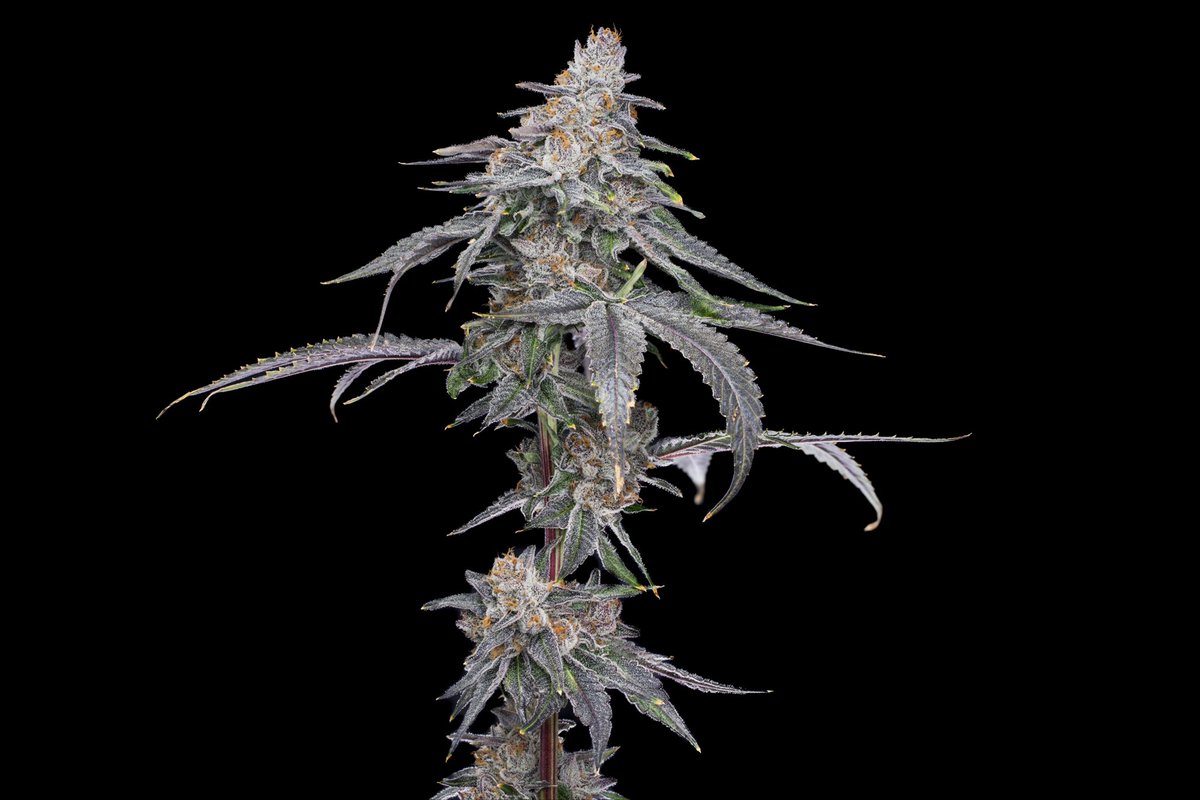 Rotten Citrus (#Gelonade x #Sourdough #1) 
#weed #cannabis #weedlife #cannabiscommunity #marijuana #weedstagram #potheadsociety #420life #ganja #stoner #colorsofcannabis #bho #leafly #cannabisculture #hightimesmagazine #highsociety #fueledbythc #weedcommunity #high_larry_us #W420