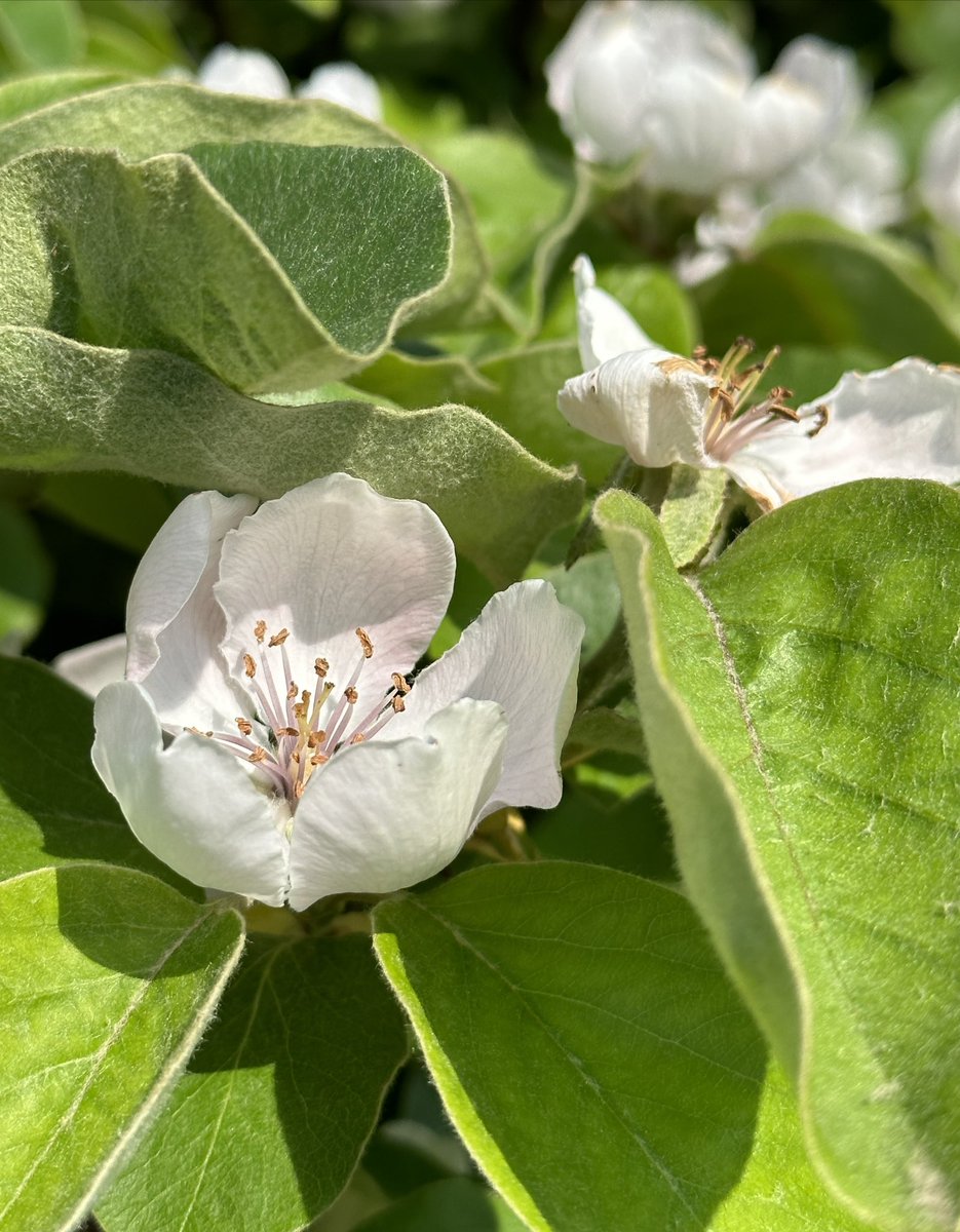 Quittenblüten. 
Frühling 🫶