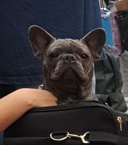 Se retrasó todo en el #AICM pero yo tranqui gracias a Blue, Emotional Support de alguien más....