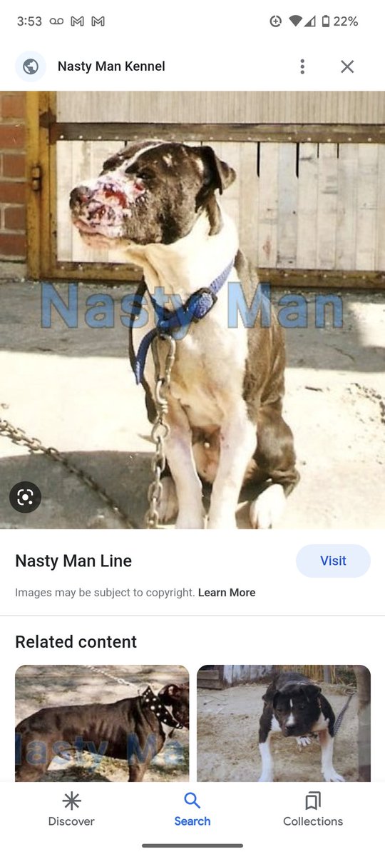 's tweet image. And yet Twitter endorses such criminality  by allowing @Nastymankennel   which openly brags that it's engaged in this bloodsport with  breeders in the U.S....Von-Coro kennel. PLEASE RT! @FBI @peta @KerriKupecDOJ @DOJPH @INTERPOL_HQ