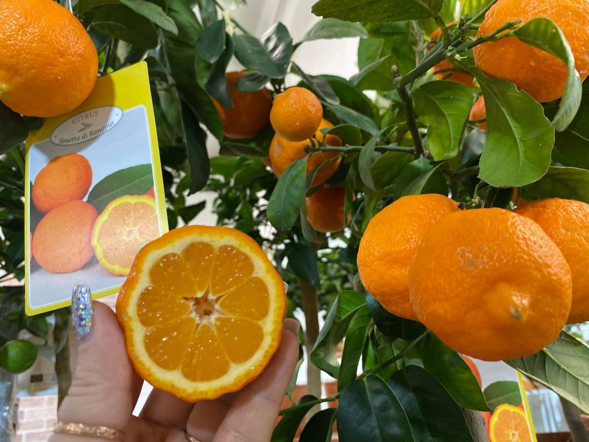 citrus_mix_exotica (@MixExotica) / Posts / X