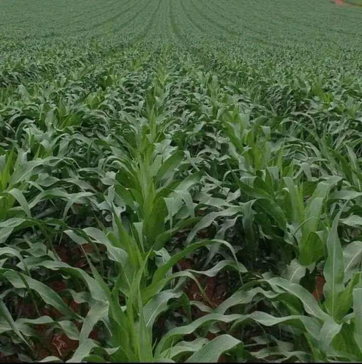 Planted with Yara Microp planting topdressing done with Yara Microp topdressing and Sprayed with YaraVita CROP BOOST <a href="/yarakenya/">YaraKenya</a> <a href="/PATRICK61594997/">PATRICK MAKOKHA</a> <a href="/diangaronald/">Ronald</a>  #MboleaNiyara