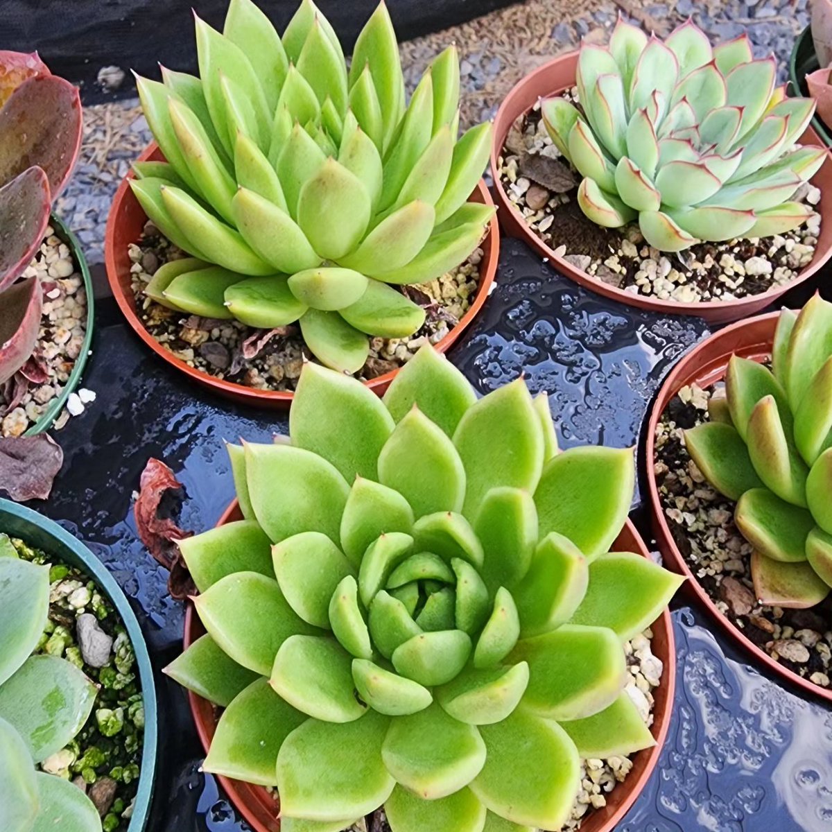 MikesSucculents's tweet photo. Succulents &amp; Cactus for sale in North McAllen RGV (956)467-4303
#mcallentx #mcallentexas #rgv #rgv956 #rgvlife #edinburgtx #edinburgtexas #956rgv #pharrtx #pharrtexas #956beauty #missiontx #missiontexas #harlingentx #brownsvilletx #weslacotexas #weslacotx #palmviewtx #RGV #tx https://t.co/GDNb0e1JGT
