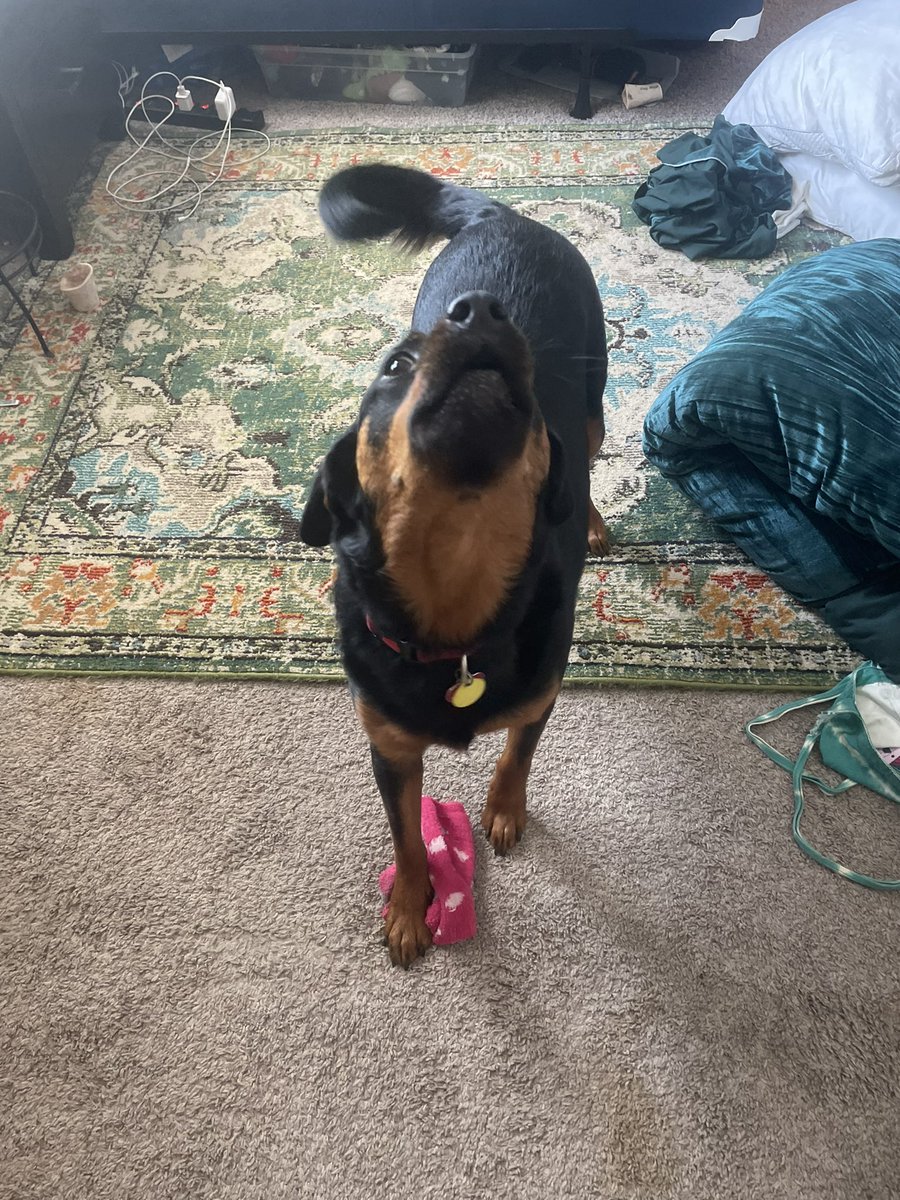 my dog has the biggest personality LOL