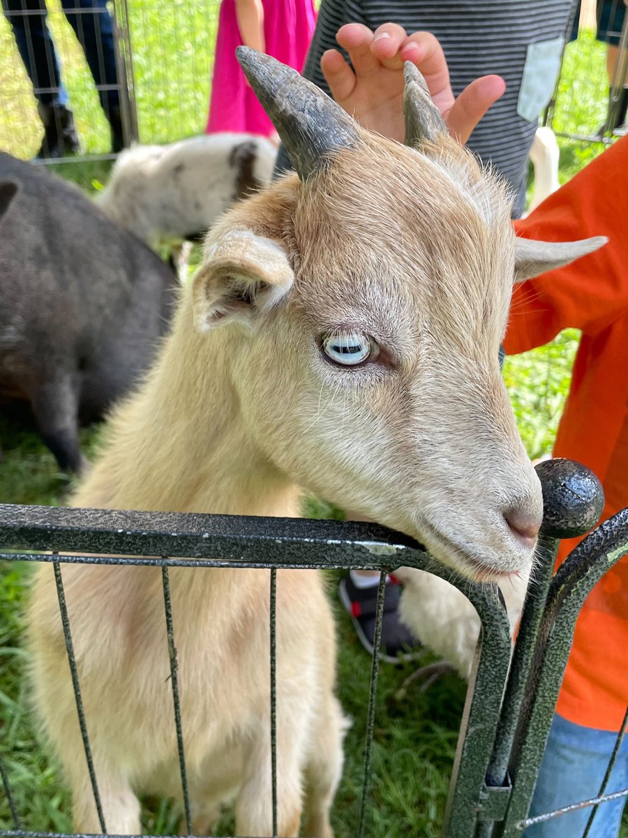 Philbrook's tweet photo. Camp Philbrook is underway! And we have a #pettingzoo, y’all! Luckily we have a Shepherdess on staff. #superfunsaturday 🐑
Activities until 2pm. Animals provided by Crazy J’s Farm and Petting Zoo. https://t.co/6QzYIiZRr5