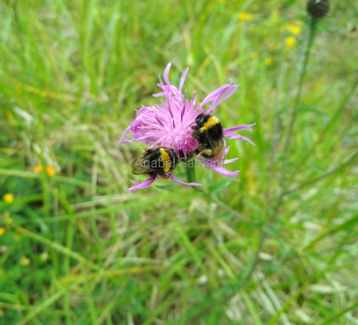 Abejorros sobre Centaurea. #naturalezaviva