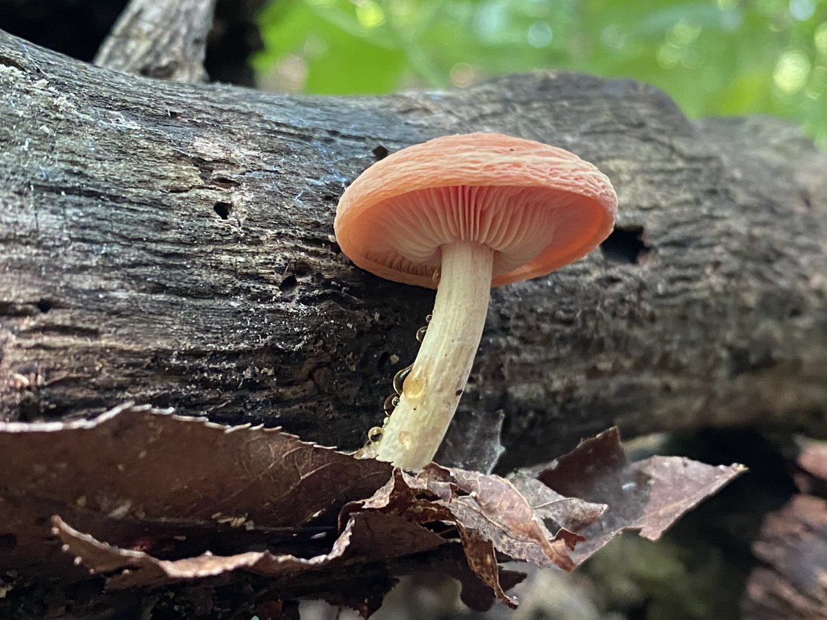 mycelialweb🕸 tweet media