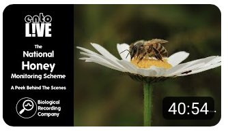 Happy #worldbeeday everyone! I was chuffed this week to have the opportunity to talk about the National Honey Monitoring Scheme to EntoLIVE - a fantastic initiative setup to showcase entomology research to interested scientists and non-scientists alike! youtu.be/ryHEbkEO0JM