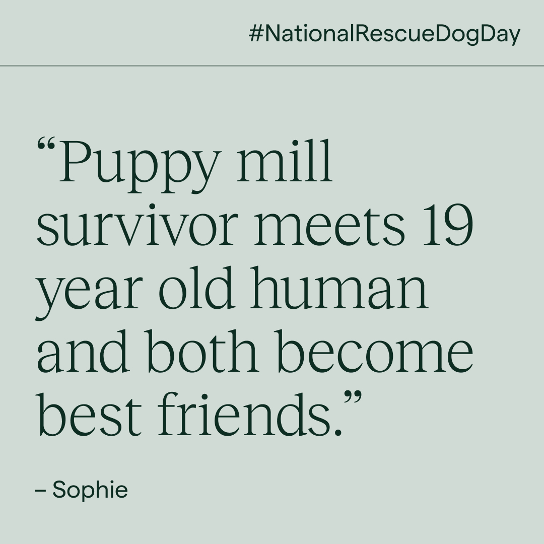 Koala Health tweet media