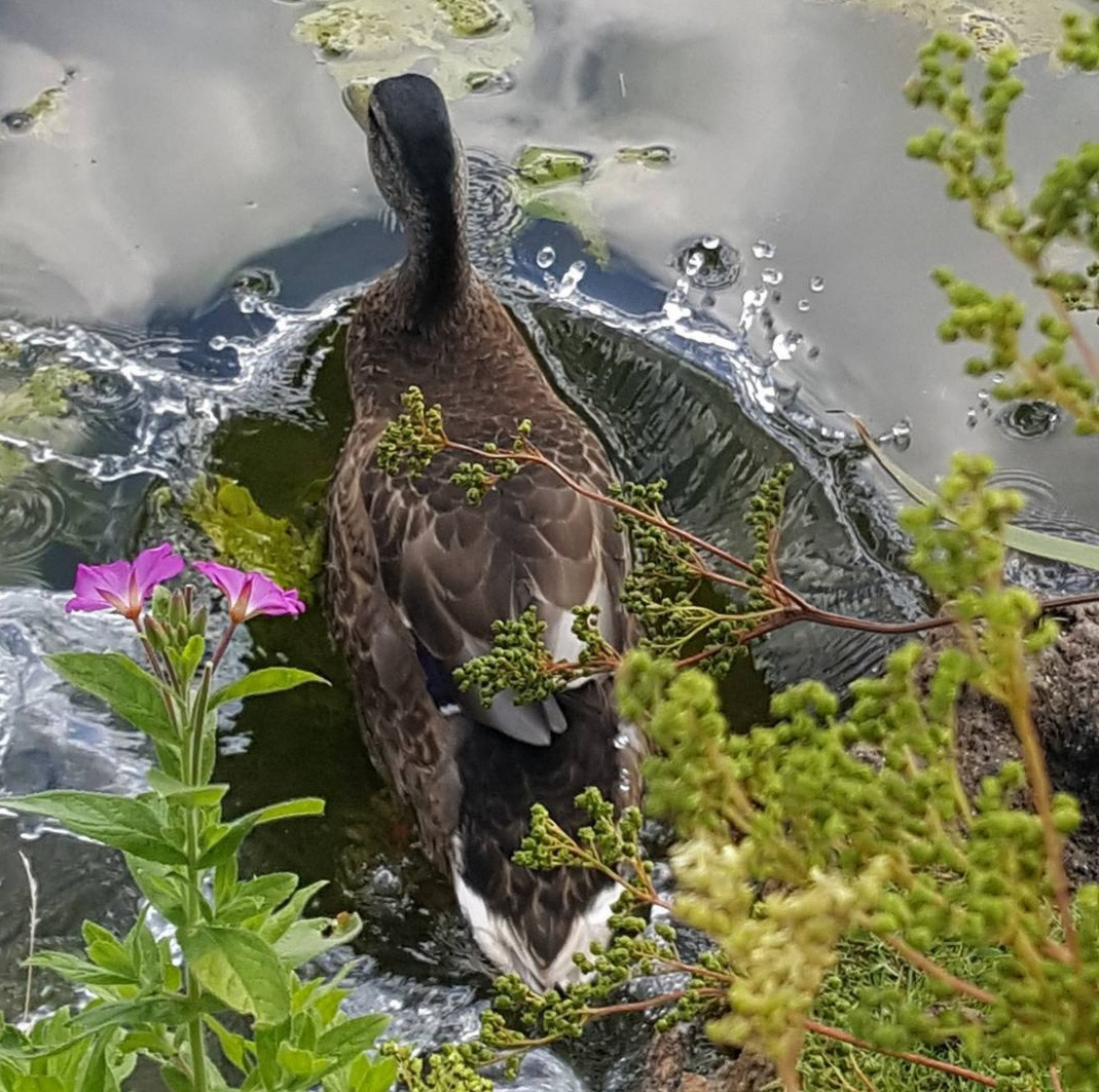 Photo I took a few years ago. Thought u all might like to see it. ♥️😘😍 #weekendsunshine #WeekendVibes #weekendmood #weekendfun #Duck #Ducks #birdphotography #birdwatching #bird #birds #BirdsOfTwitter #NaturePhotography #splash #water #Pond #naturalbeauty