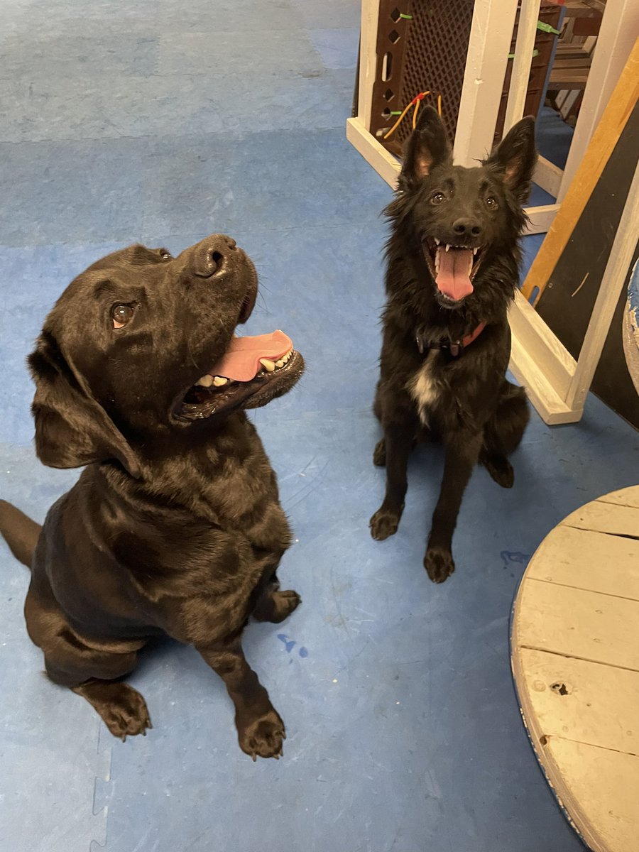 avmalli's tweet image. Ok #LinguisticsTwitter meet the dog version of Bouba / Kiki