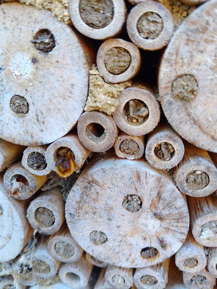 Emma Markham 🧬 (@geneticcuckoo) on Twitter photo Happy World Bee Day from the very busy insect hotel in my garden 🐝 Happy World Bee Day from the very busy insect hotel in my garden 🐝