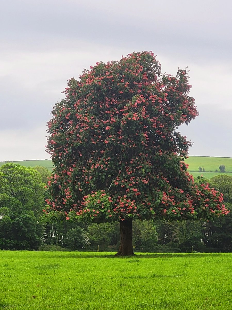 Full bloom on a dairy farm

#IrishDairy