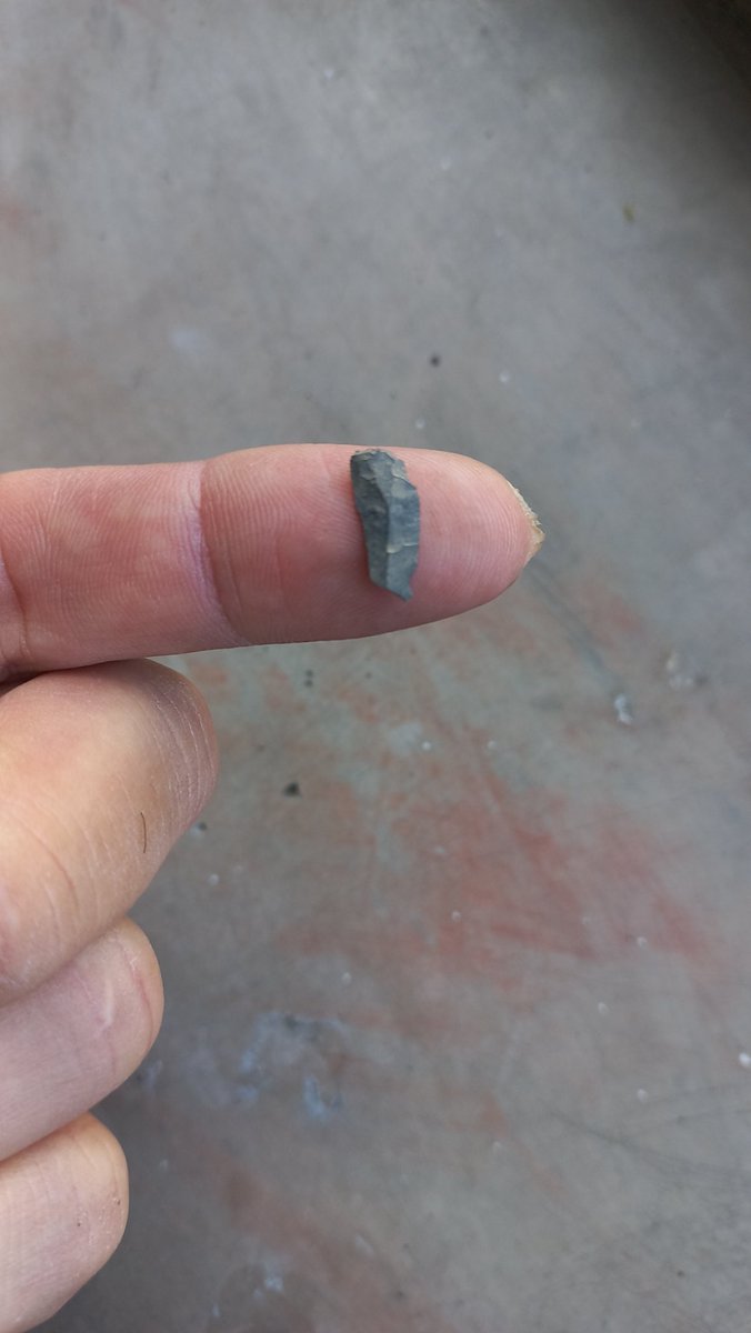 Jeromereynard1's tweet photo. We took it slow so only got about 20 cm down in the two squares we dug. Still found some interesting things though. Cool #microliths linked to the Wilton technocomplex, including this cute little backed segment (still with mastic attached!) https://t.co/wgGIwyksBx