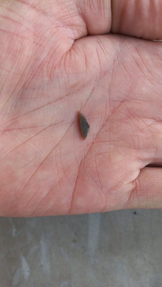 Jeromereynard1's tweet photo. We took it slow so only got about 20 cm down in the two squares we dug. Still found some interesting things though. Cool #microliths linked to the Wilton technocomplex, including this cute little backed segment (still with mastic attached!) https://t.co/wgGIwyksBx