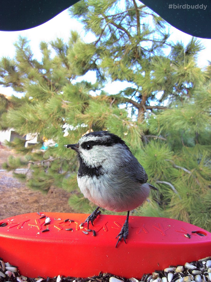 Say hello to the mountain chickadee! These energetic little birds are known to have a complex language with different vocalizations for specific messages. They really are the chatterboxes of the mountains! 🐦🗣️ #BirdFacts